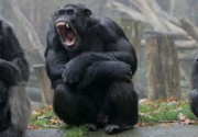 Photo of ex-alpha male chimp with other chips waiting for food on a river bank