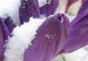 Photograph of violets poking through the snow