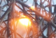 Evocative photograph of sunset through winter branches
