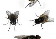 Decorative image of common house flies in different possitions