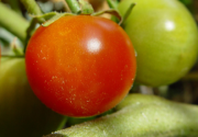 Tomato Plant