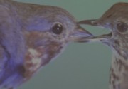 Video Joints: An Audiovisual Experience of the Subconscious