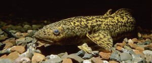 Clear picture of Ling fish or Burbot fish or lota lota