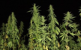Photo of tall marijuana plants