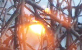 Evocative photograph of sunset through winter branches