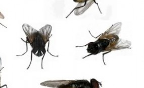 Decorative image of common house flies in different possitions